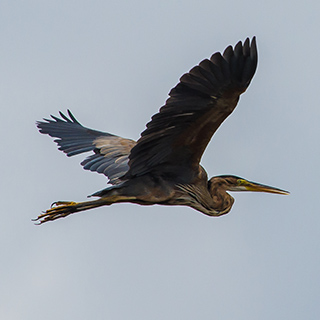 Lake Naivasha - Goliath heron